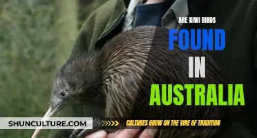 Kiwi Birds: Are They Found in Australia?
