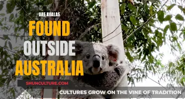 Koalas: Beyond Australia's Borders?