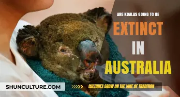Koalas on the Brink: Australia's Iconic Species Faces Extinction Threat