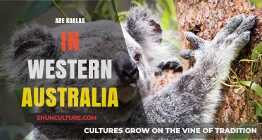 Koalas in Western Australia: Where to Find Them