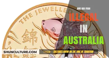 Are Koi Fish Illegal in Australia? Understanding the Legalities
