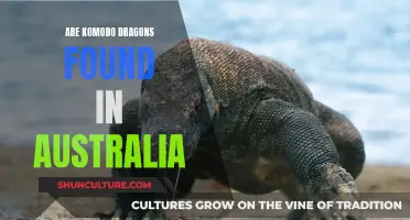 Komodo Dragons: Are They Invading Australia?