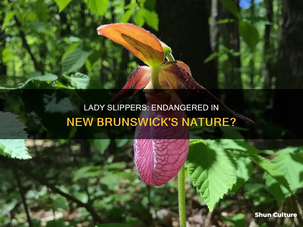 are lady slippers endangered in new brunswick