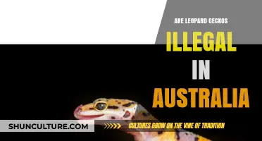 Are Leopard Geckos Illegal in Australia? A Legal Overview