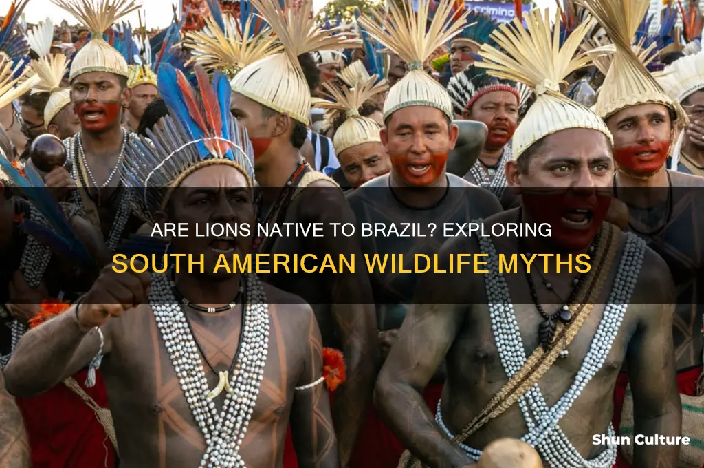 are lions found in brazil
