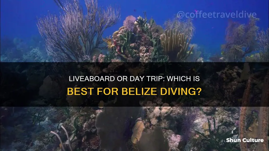 are liveabord scuba or day trip scuba better in belize