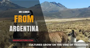 Exploring the Origins: Are Llamas Truly from Argentina?