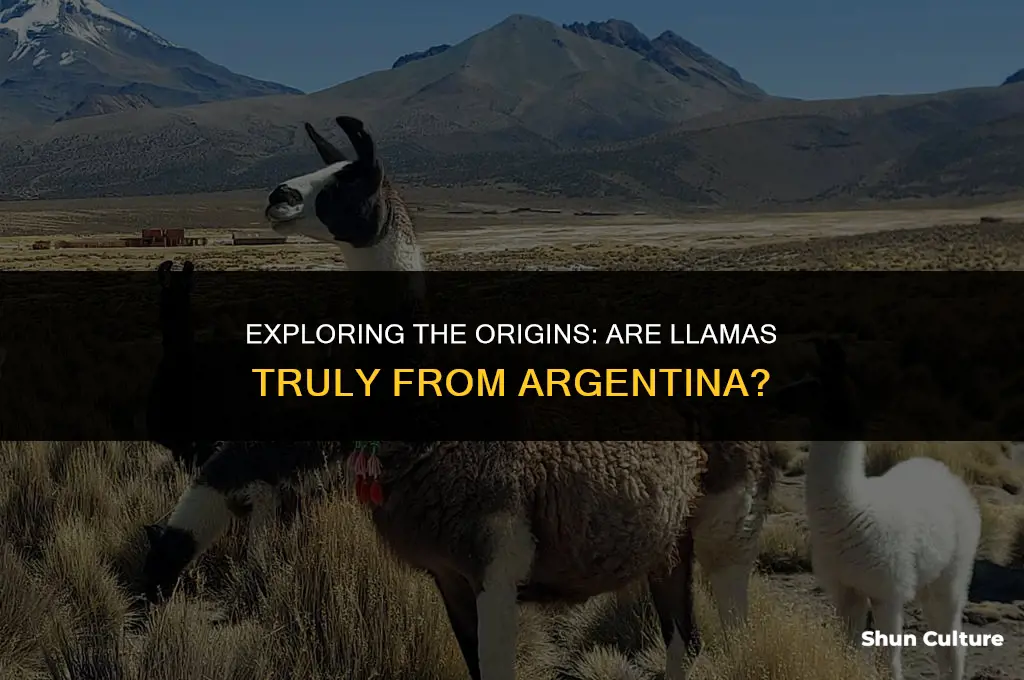 are llamas from argentina