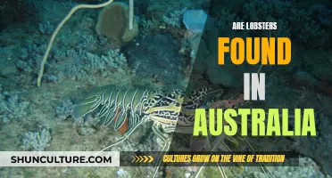 Lobsters in Australia: A Culinary and Ecological Delight