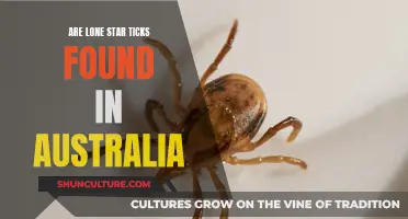 Lone Star Ticks: An Australian Concern?