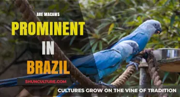 Macaws in Brazil: Iconic Birds and Their Cultural Significance