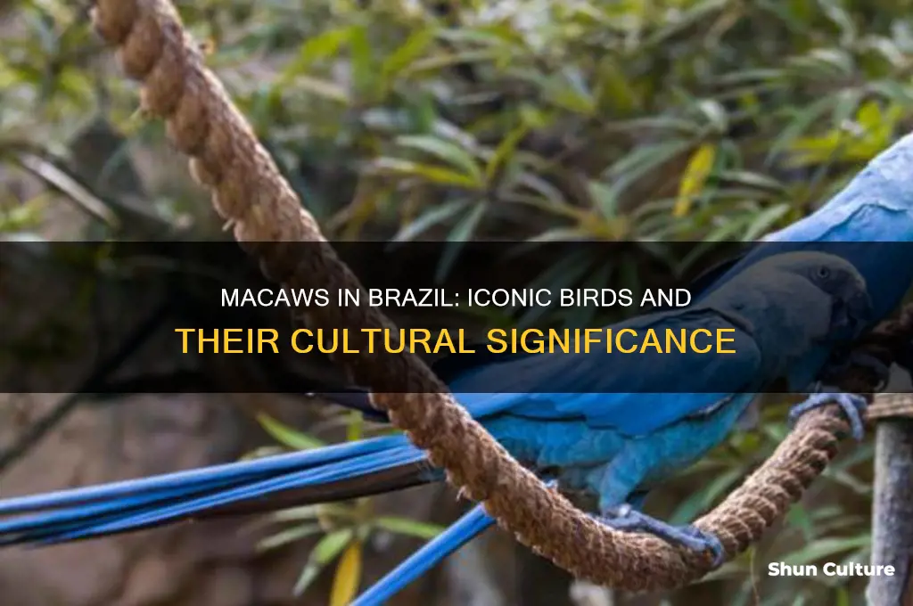 are macaws prominent in brazil