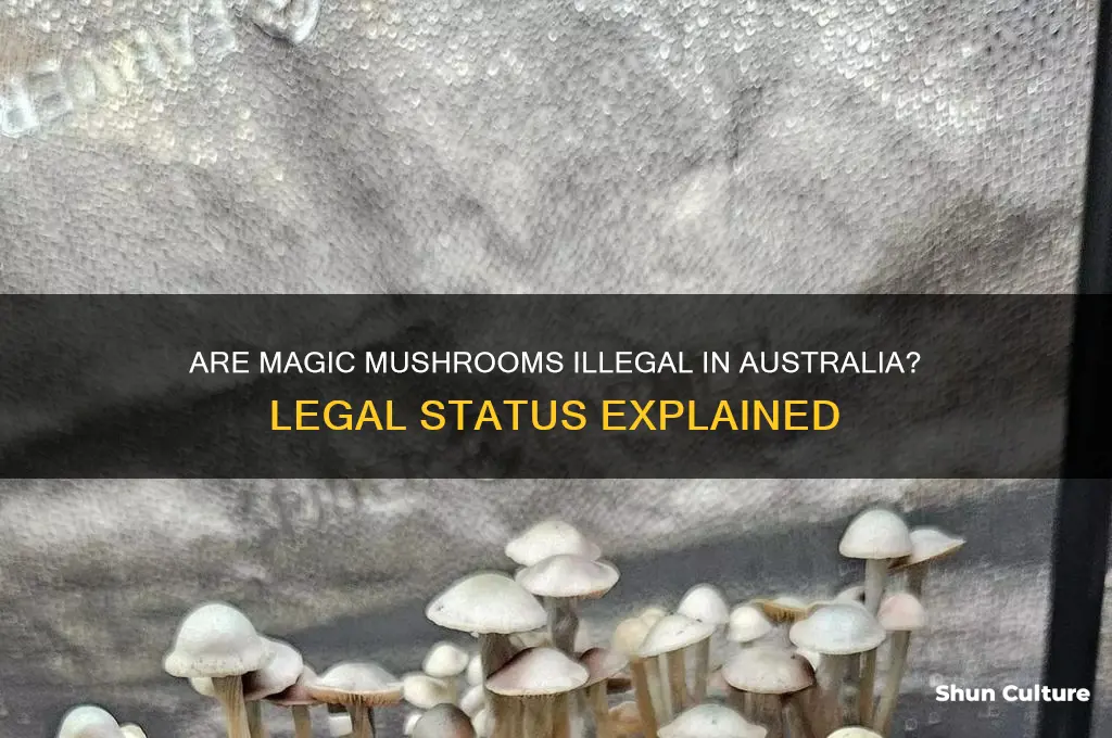 are magic mushrooms illegal in australia