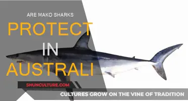 Protecting Mako Sharks: Australia's Conservation Efforts