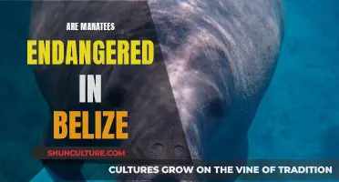 Manatee Conservation: Belize's Efforts to Protect Gentle Giants