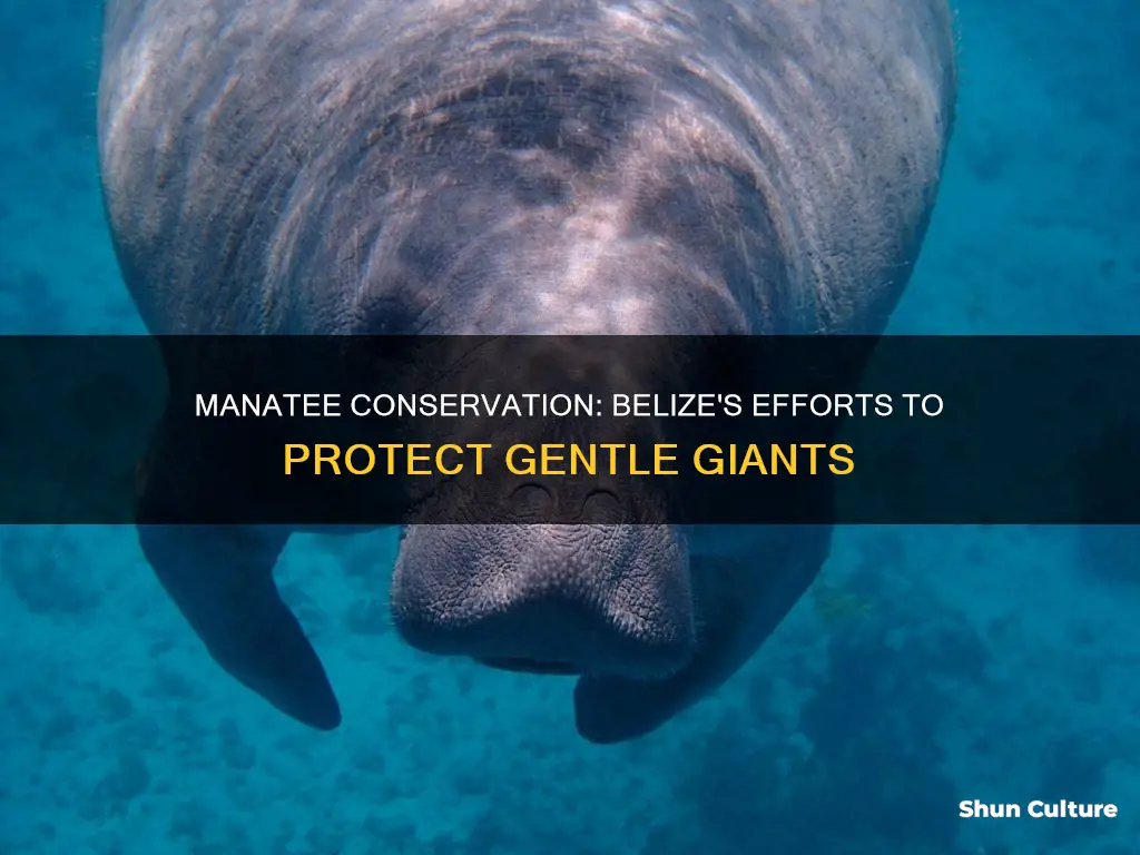 are manatees endangered in belize