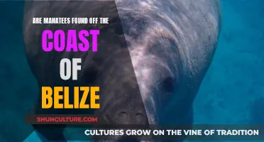 Manatees in Belize: Where to Spot These Gentle Giants