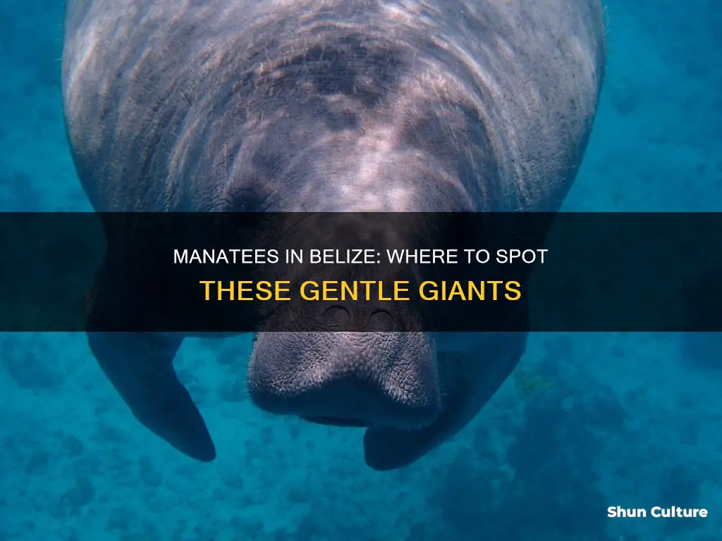 are manatees found off the coast of belize