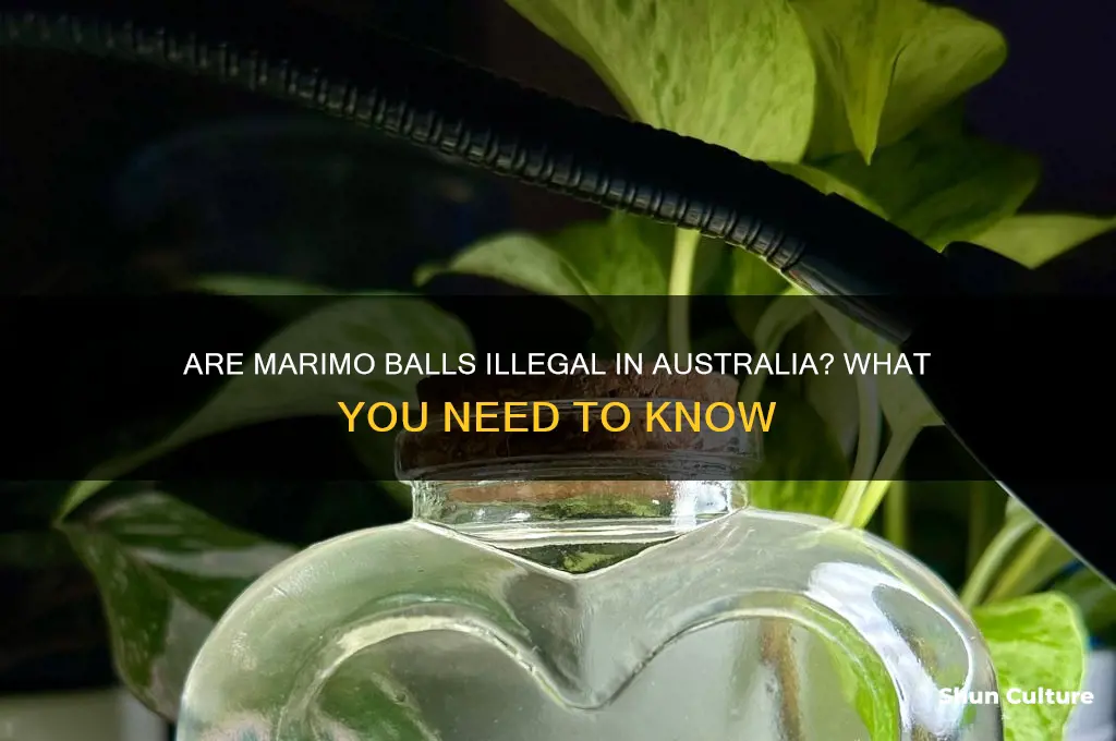 are marimo balls illegal in australia