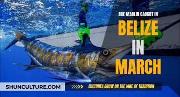 Marlin Fishing in Belize: Best Time and Place