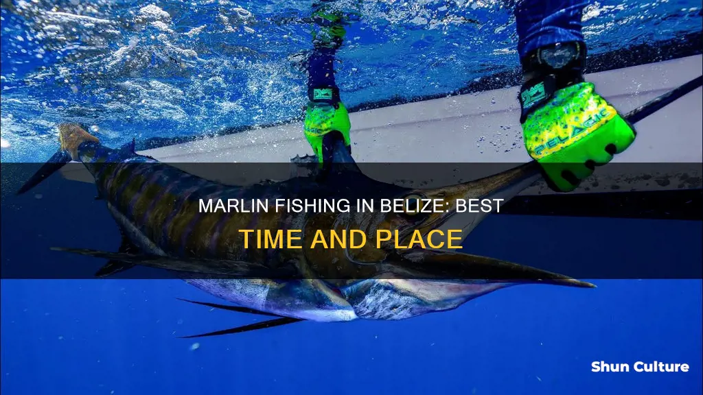 are marlin caught in belize in march