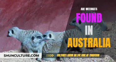 Meerkats in Australia: Unlikely Residents or Secret Invaders?