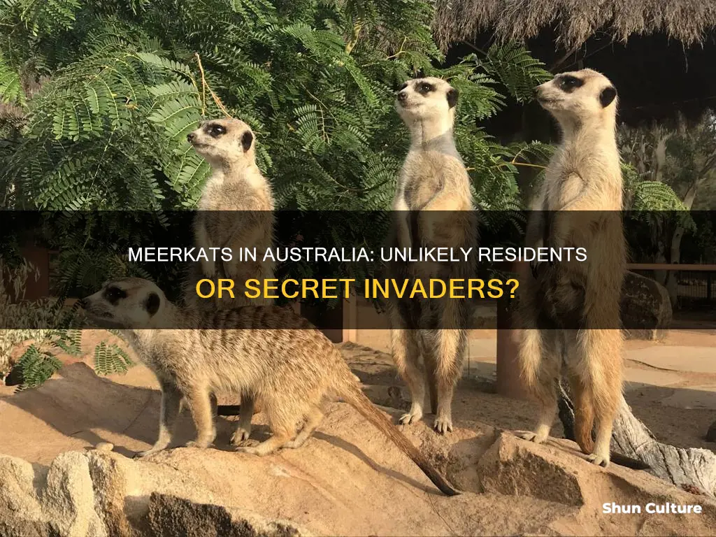 are meerkats found in australia