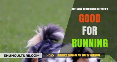 Australian Shepherds: Perfect Running Partners?