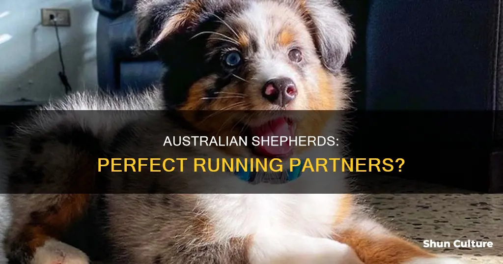 are mini australian shephers good for running
