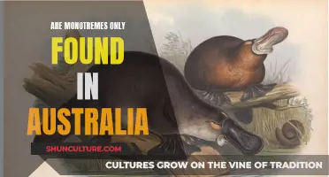 Monotremes: Australia's Unique Wildlife Marvels