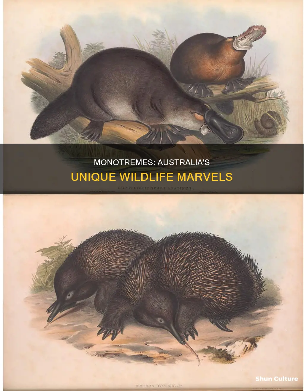 are monotremes only found in australia