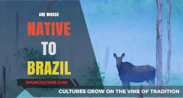 Are Moose Native to Brazil? Unraveling the Myth and Reality