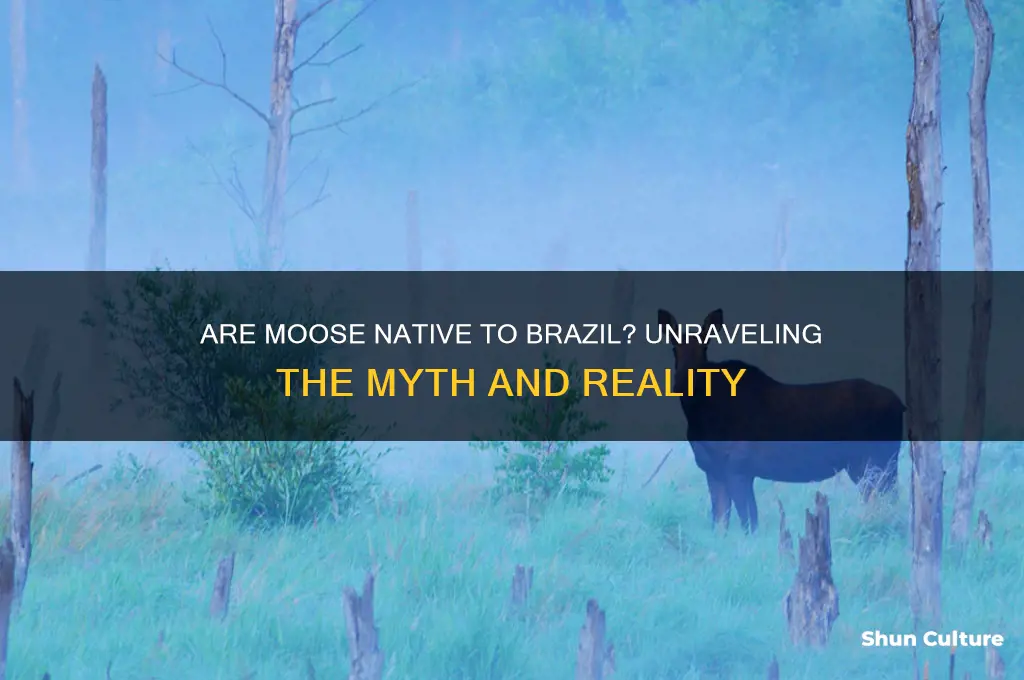 are moose native to brazil