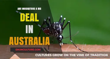 Mosquitoes in Australia: What's the Real Buzz?