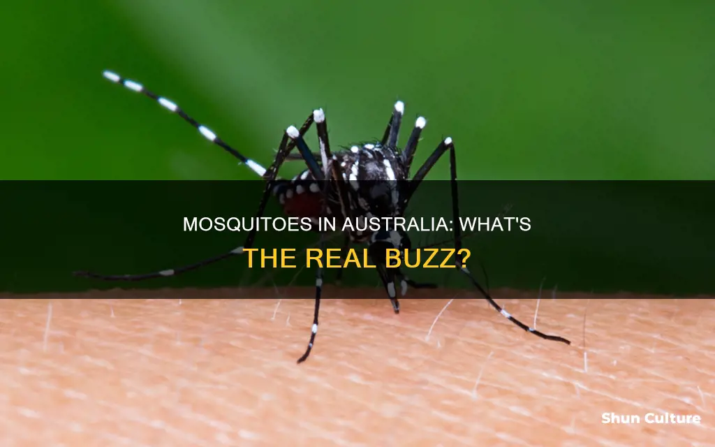 are mosiqitous a big deal in australia