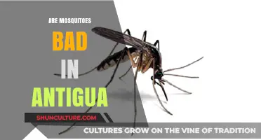 Mosquitoes in Antigua: Are They a Nuisance or Just a Buzz?