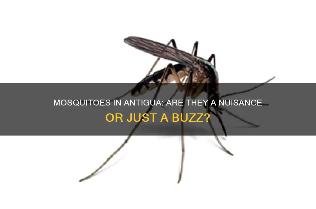are mosquitoes bad in antigua