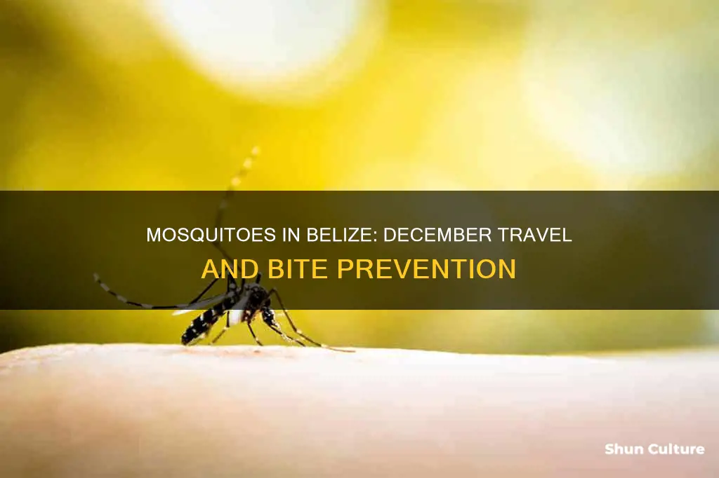 are mosquitoes bad in belize in december