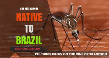 Are Mosquitoes Native to Brazil? Exploring Their Origins and Impact