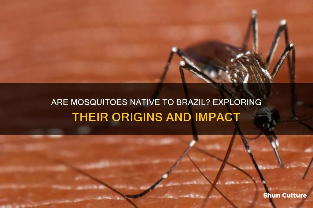 are mosquitoes native to brazil