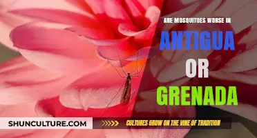 Mosquitoes in Antigua vs. Grenada: Which Island Bites More?
