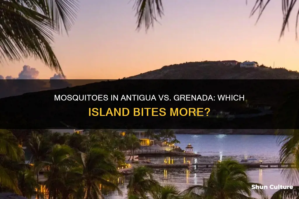 are mosquitoes worse in antigua or grenada