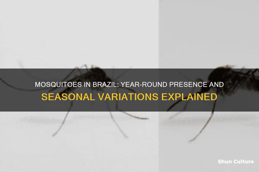 are mosquitoes year round in brazil