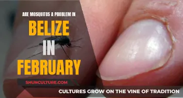 Mosquitoes in Belize: February's Pest Problem