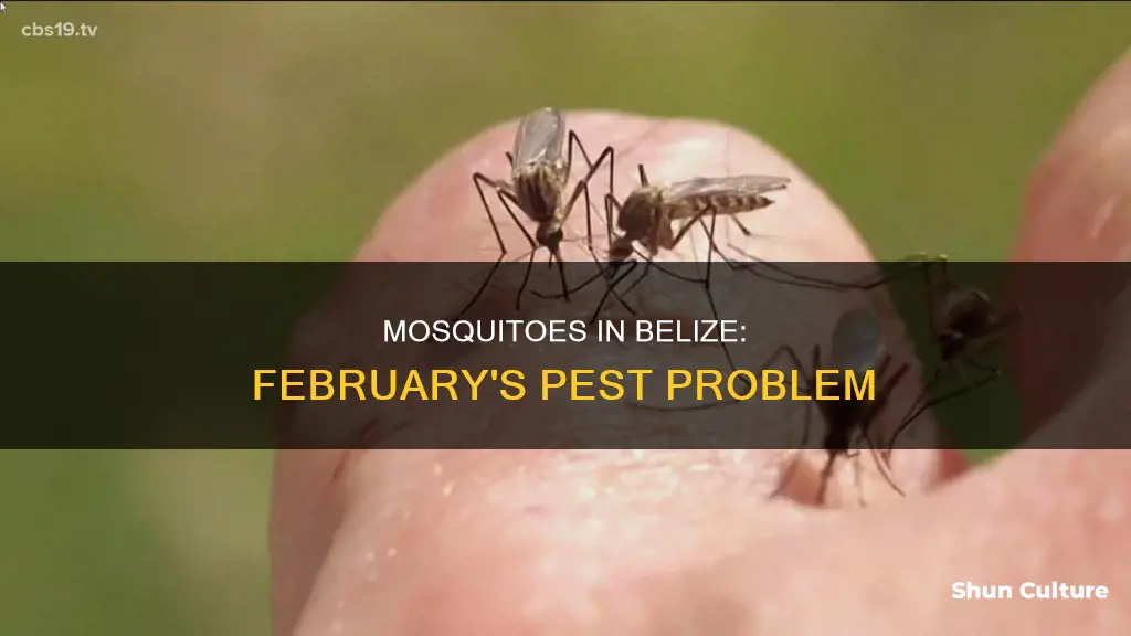 are mosquitos a problem in belize in February