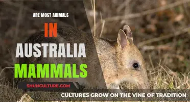 Australian Wildlife: Mammals and More