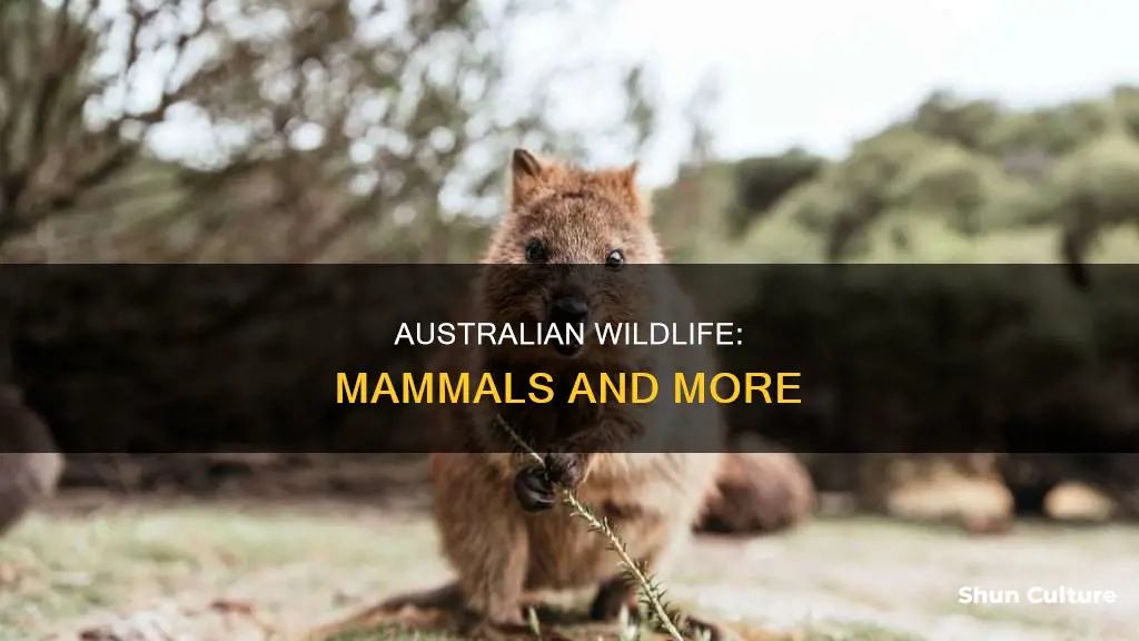 are most animals in australia mammals