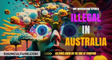 Are Mushroom Spores Illegal in Australia? Legal Insights Explained