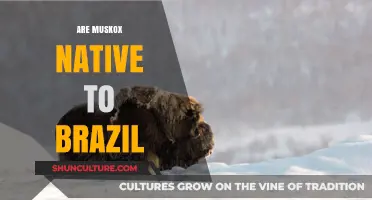 Are Muskox Native to Brazil? Unraveling the Myth and Facts