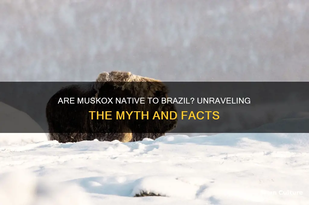 are muskox native to brazil